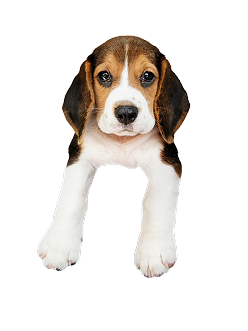 Puppy