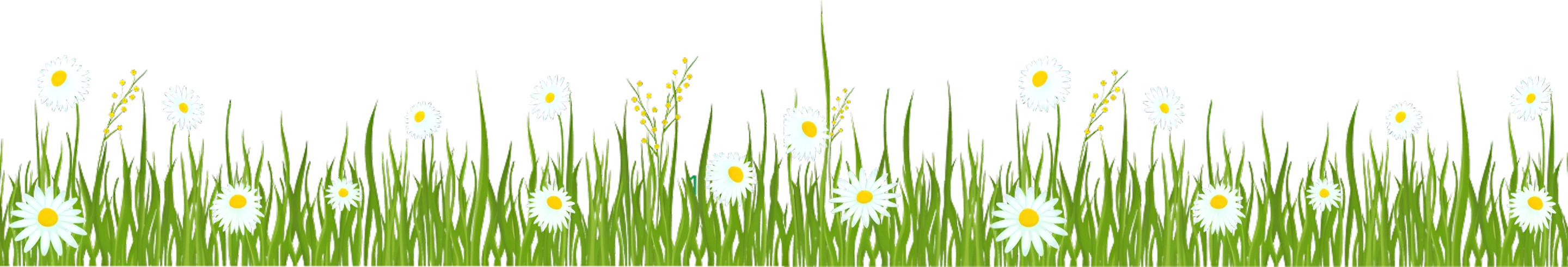Green grass with white daisies and small yellow flowers on a transparent background.