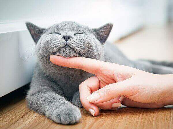 Cat getting a chin scratch