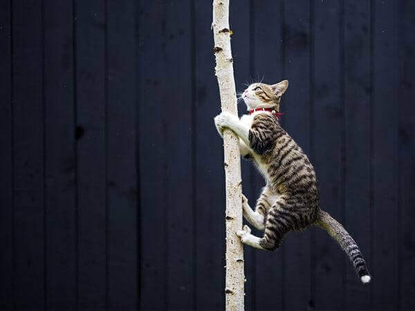 Cat climbing a tree