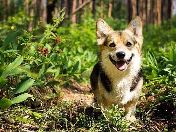 Dog sitting in a garden