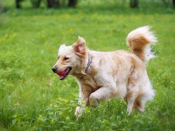 Fluffy dog running in a field