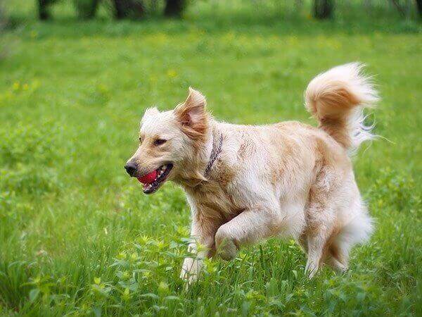 Fluffy dog running in a field