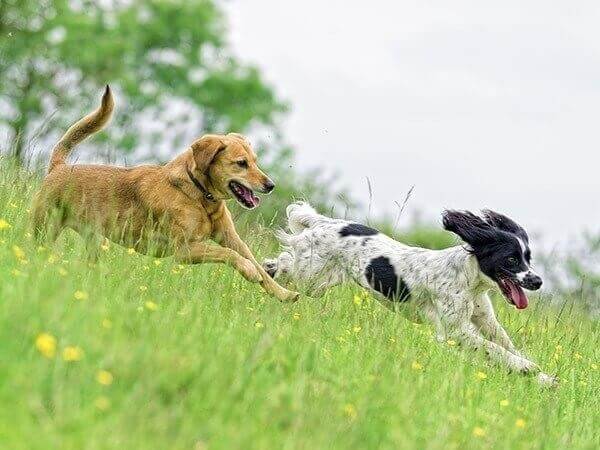 Two dogs running in a field of flowers