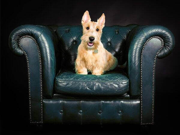 Terrier sitting in a business chair