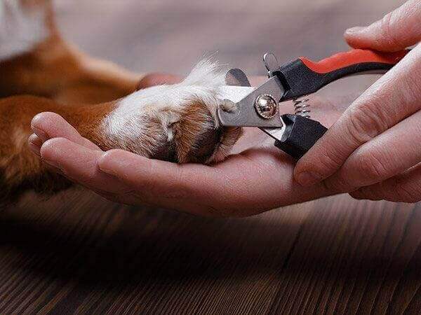 Dog getting it's nails trimmed