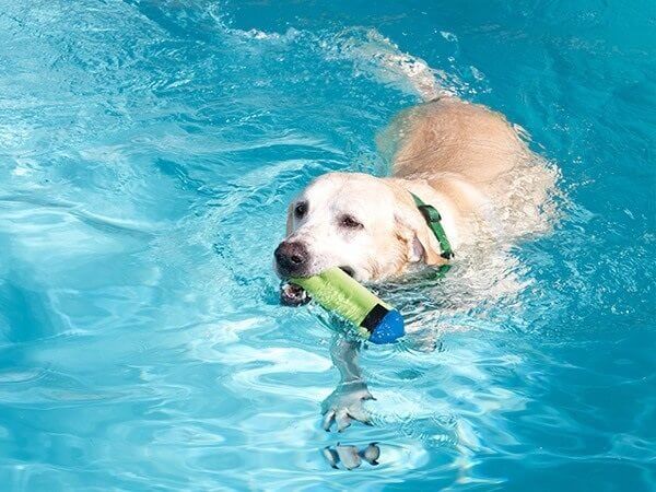 Yellow doing swimming in a pool