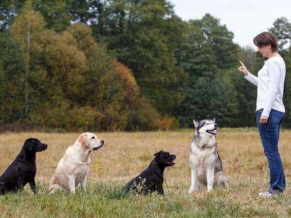 training-lodge-and-learn-crop Woman training a group of dogs