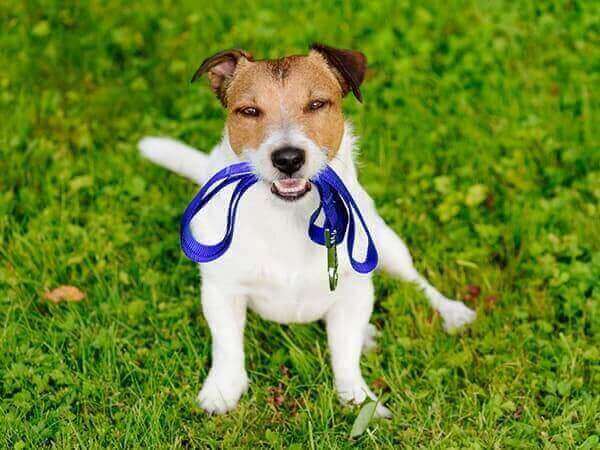training-philosophy-crop Dog holding a leash in its mouth