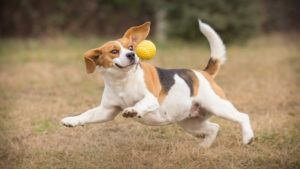 beagle-playing-fetch