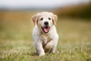 running-puppy