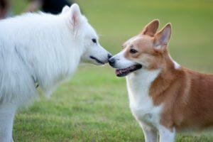 two-dogs-playing