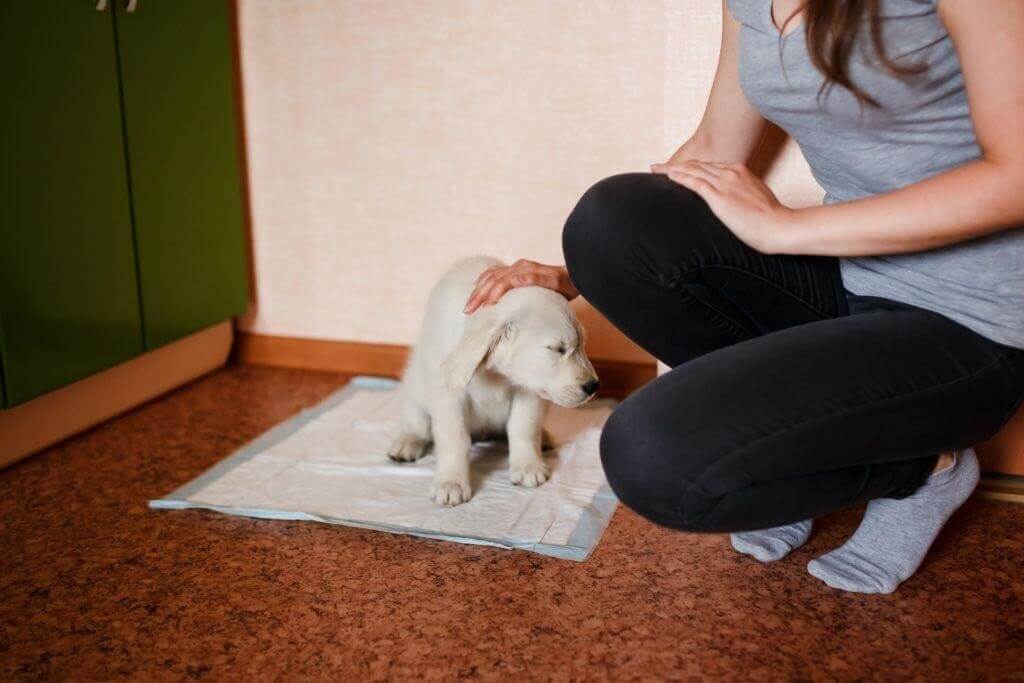 owner house training a puppy