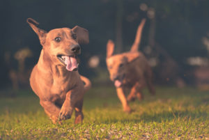 dogs playing and socializing