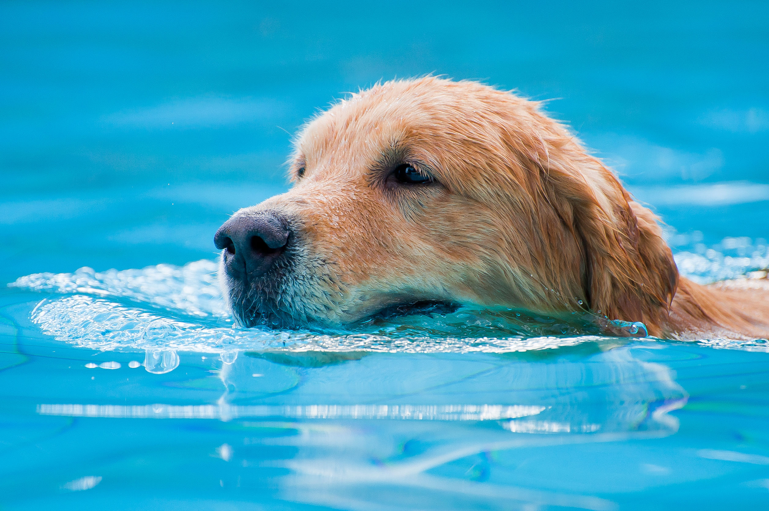 pet-boarding-camp-hill dog swimming in pool