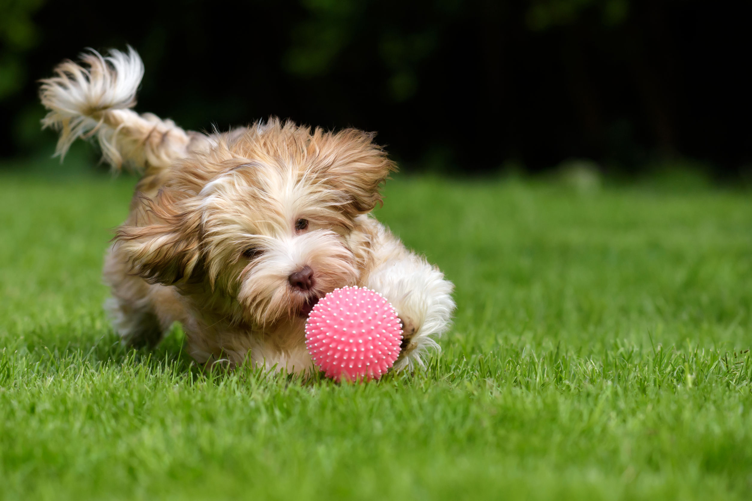pet-boarding-west-location dog playing with a ball