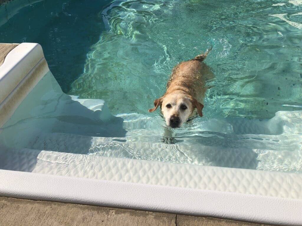 dog swimming in Greenlin pool