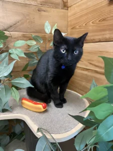cat playing at greenlin camp hill