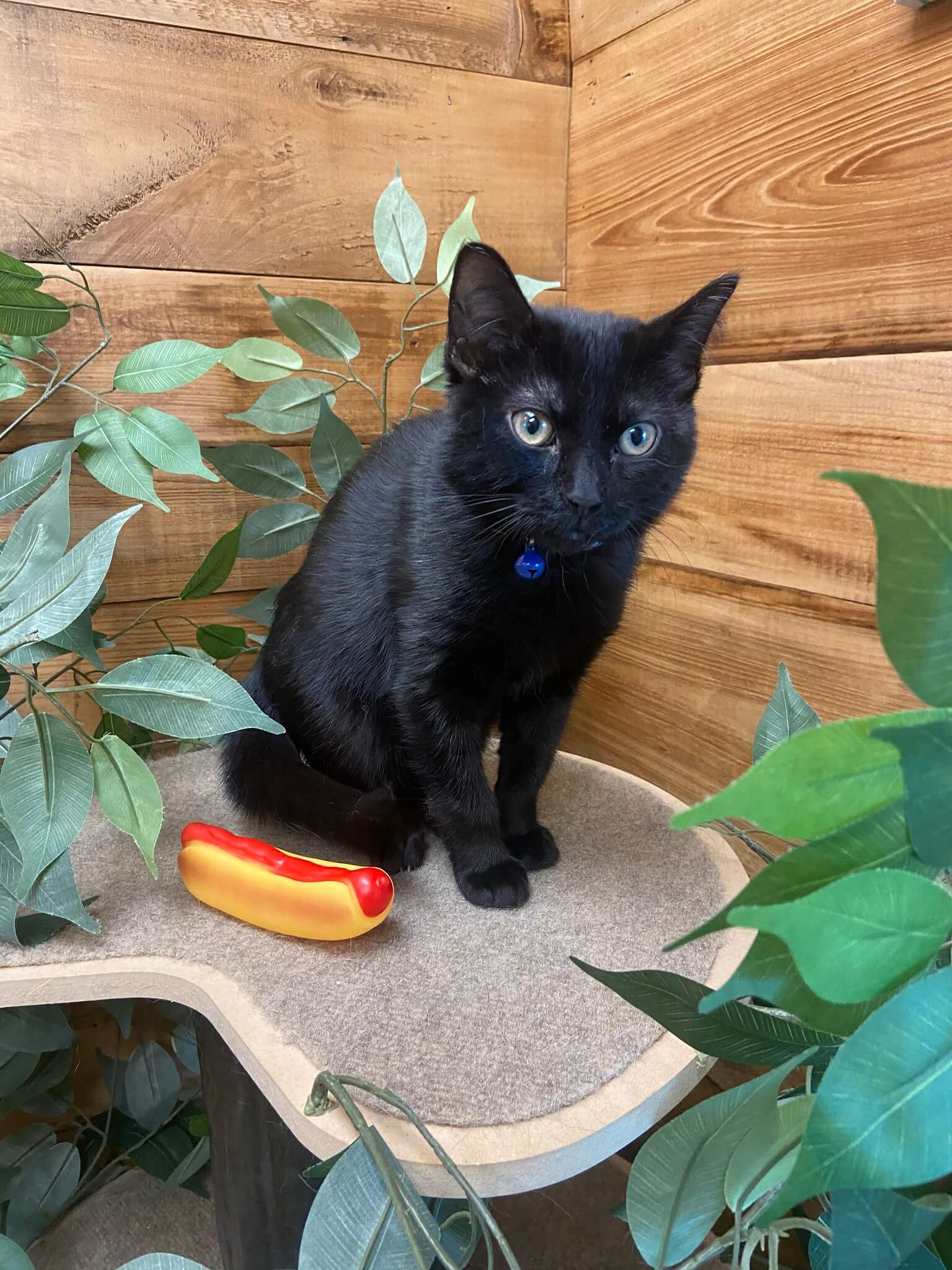 greenlin pet resort hershey