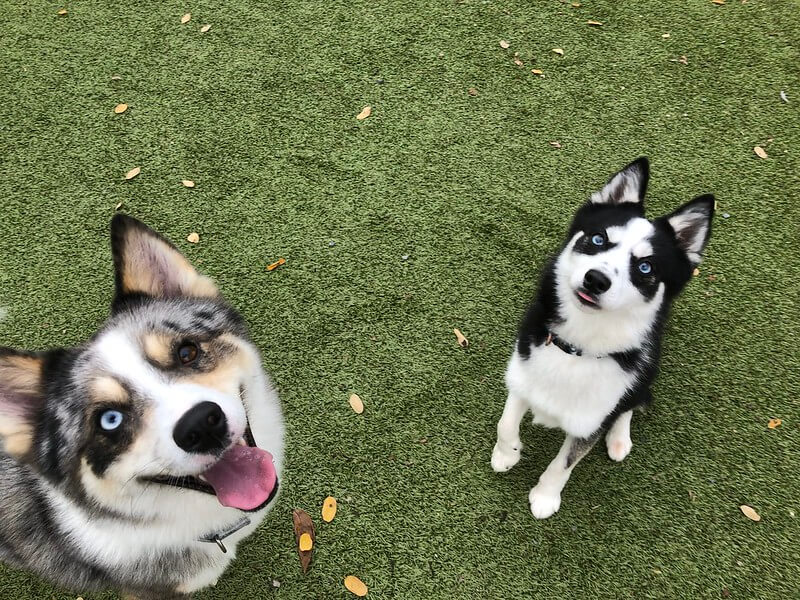 obedient puppies
