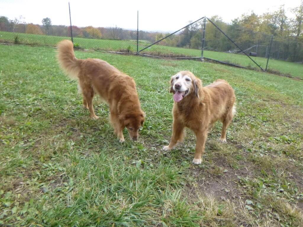 What to Expect When You Adopt an Older Dog Greenlin Pet Resorts