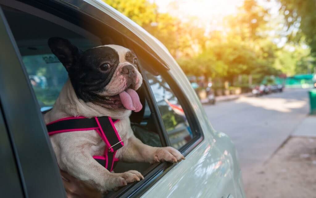 7 Tips For Holiday Car Travel With Pets Greenlin Pet Resorts