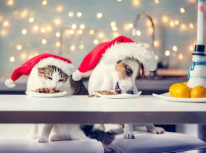 pets-enjoying-food