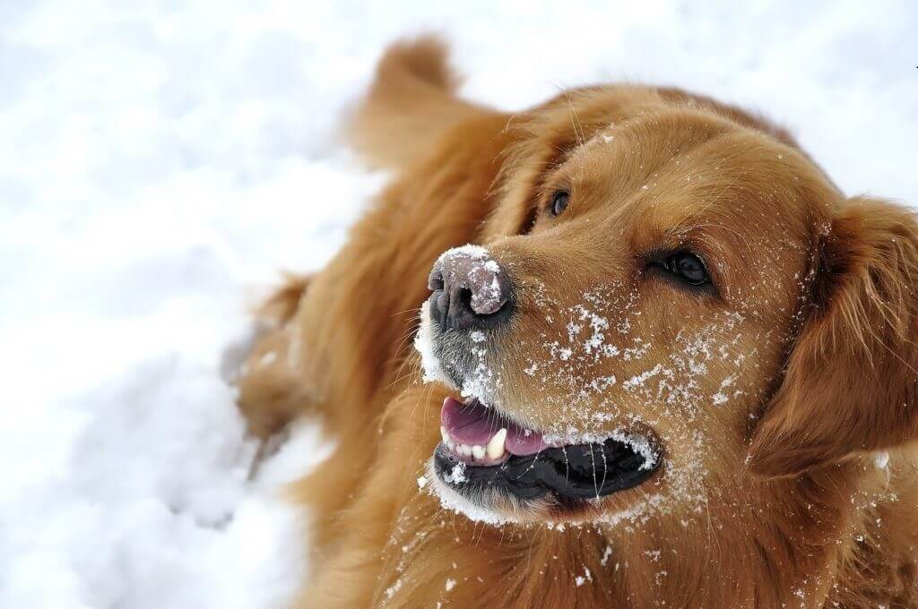dog playing in the snow
