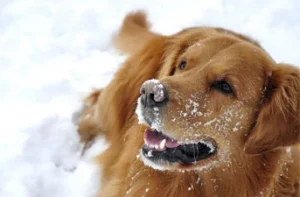 dog playing in the snow