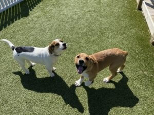 two dogs at daycare
