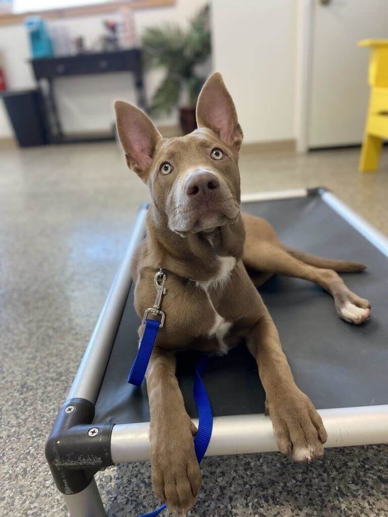 a dog during training