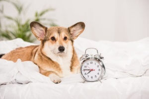 corgi-with-a-clock