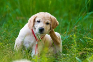 puppy with allergies scratching its head