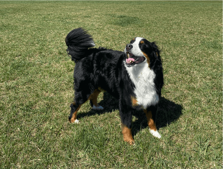 dog enjoying sunny spring weather
