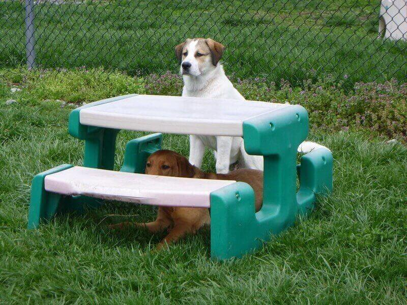 Dogs near a bench