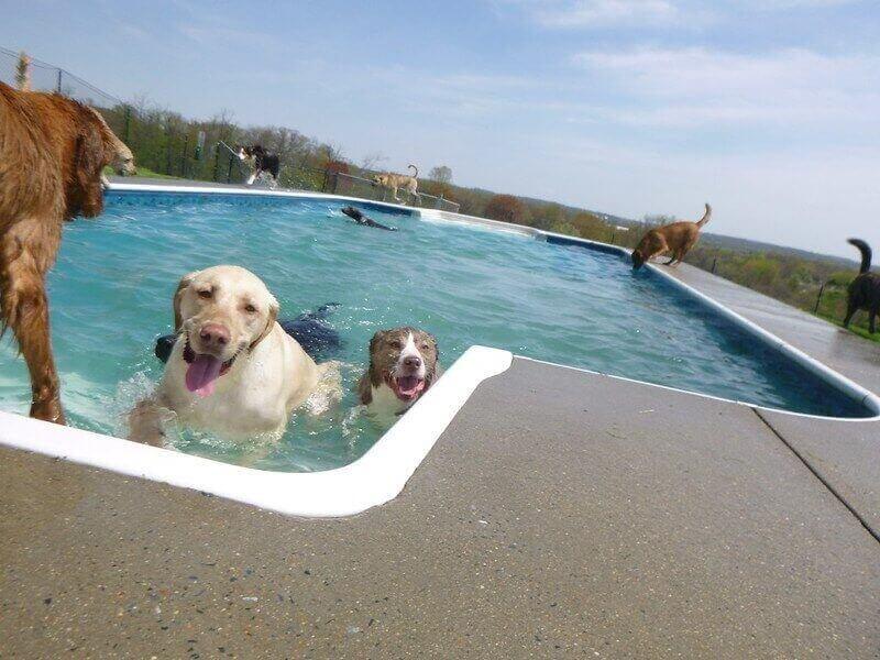 Dogs in Pool