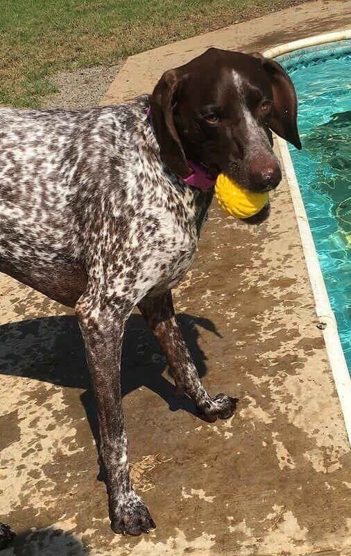 Dogs Playing at Greenlin West Pet Resort