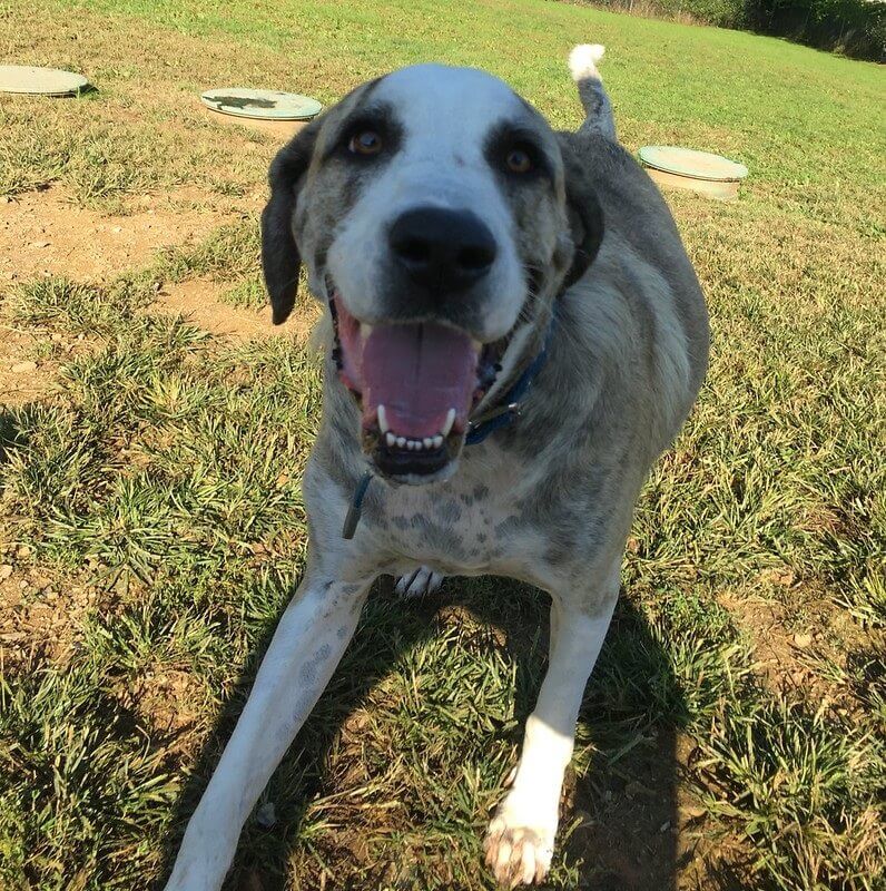 Dogs Playing at Greenlin West Pet Resort