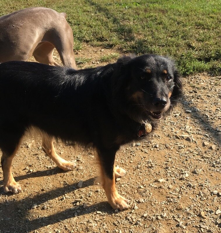 Dogs Playing at Greenlin West Pet Resort