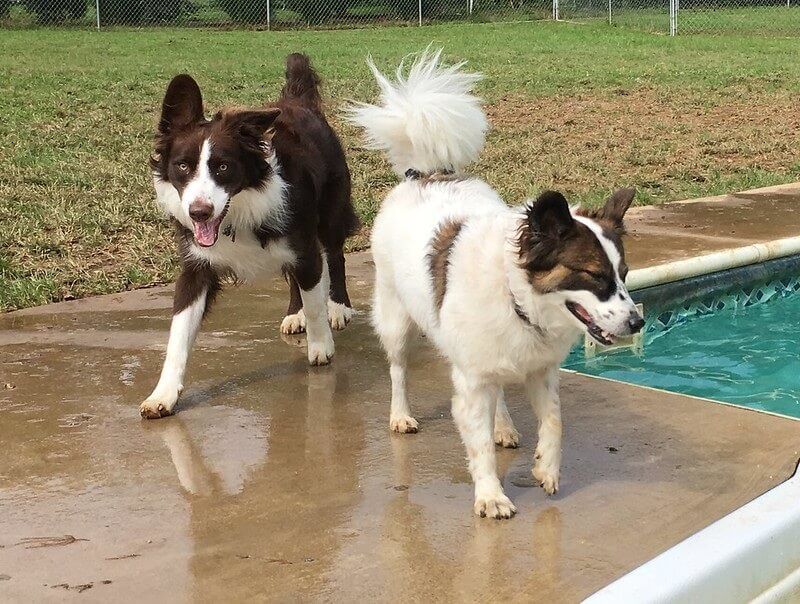 Dogs Playing at Greenlin West Pet Resort