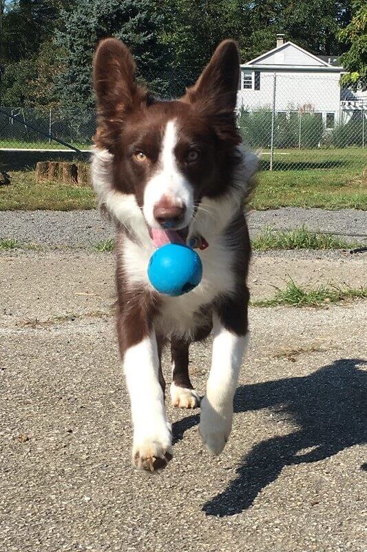 Dog Playing at Greenlin West Pet Resort