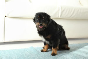 stressed dog with its ears back