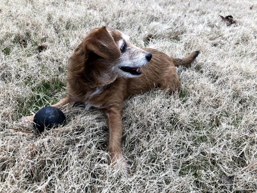 senior dog playing in the grass