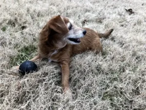 senior dog playing in the grass
