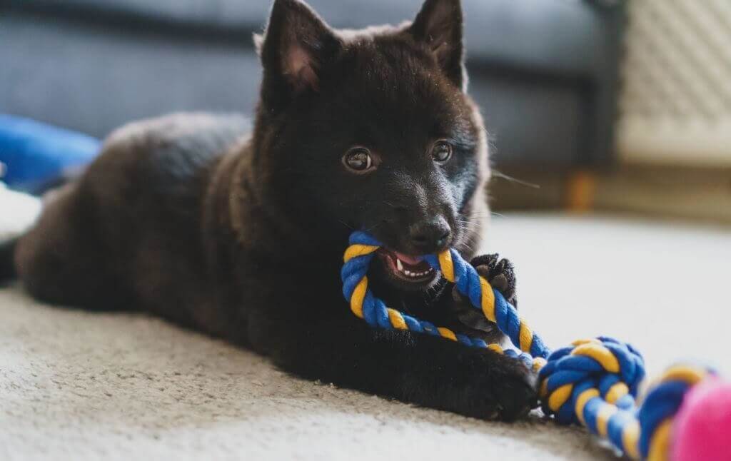 teething puppy chewing on a toy