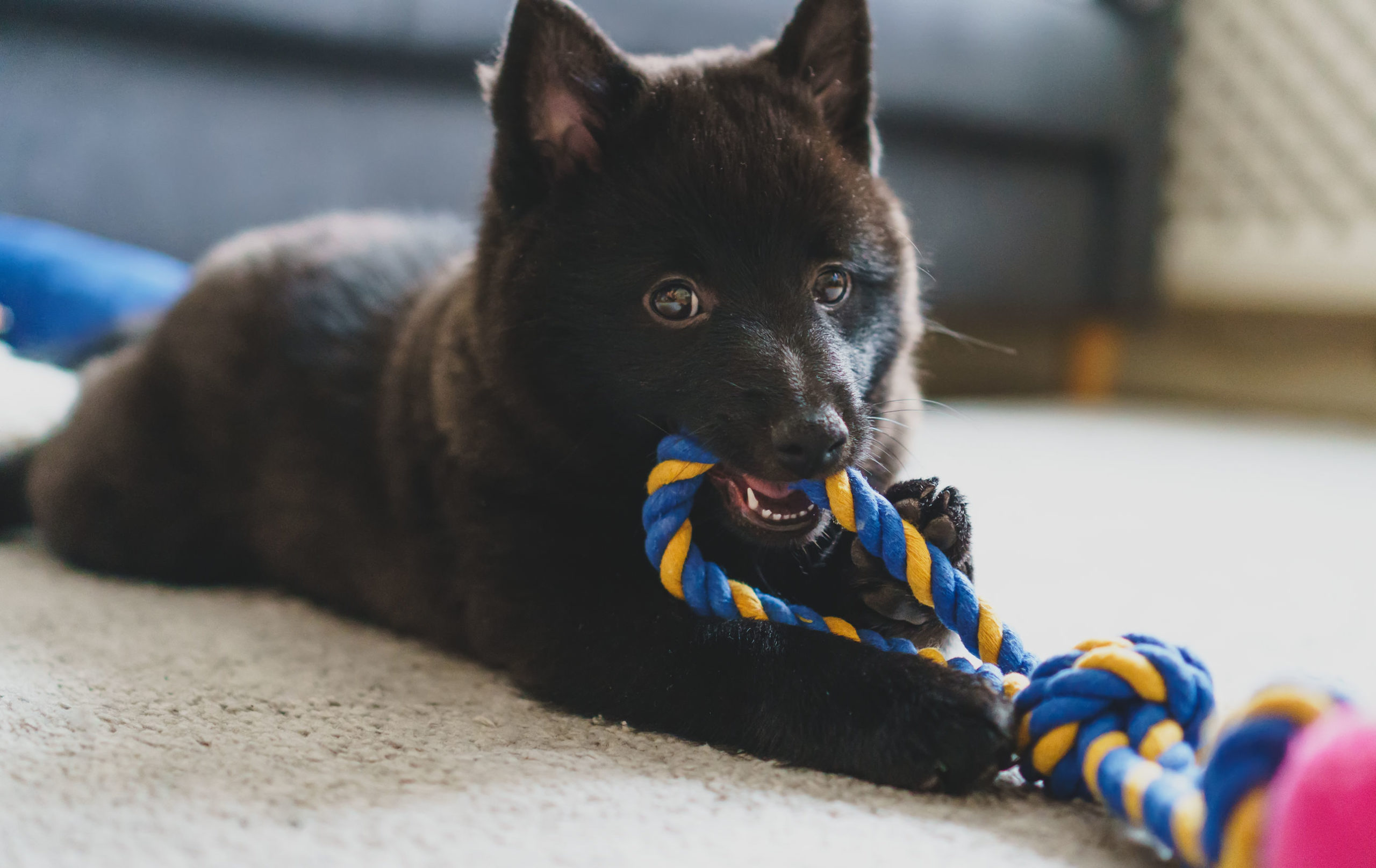 what can you do to help a teething puppy