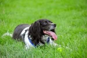 dog playing outside in the heat