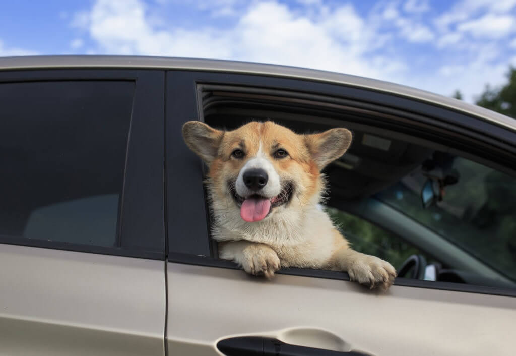 dog riding in the car