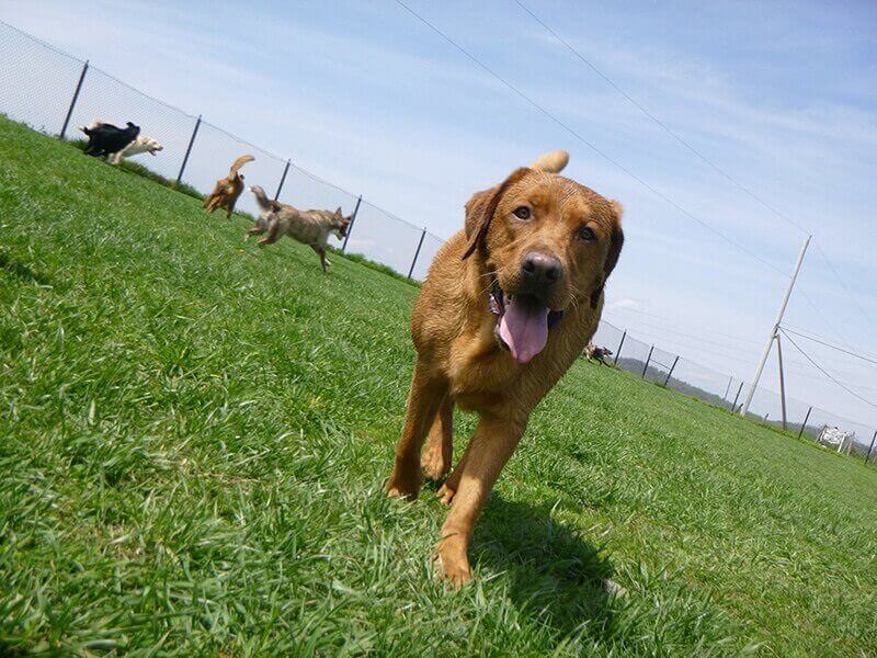 dog playing in yard