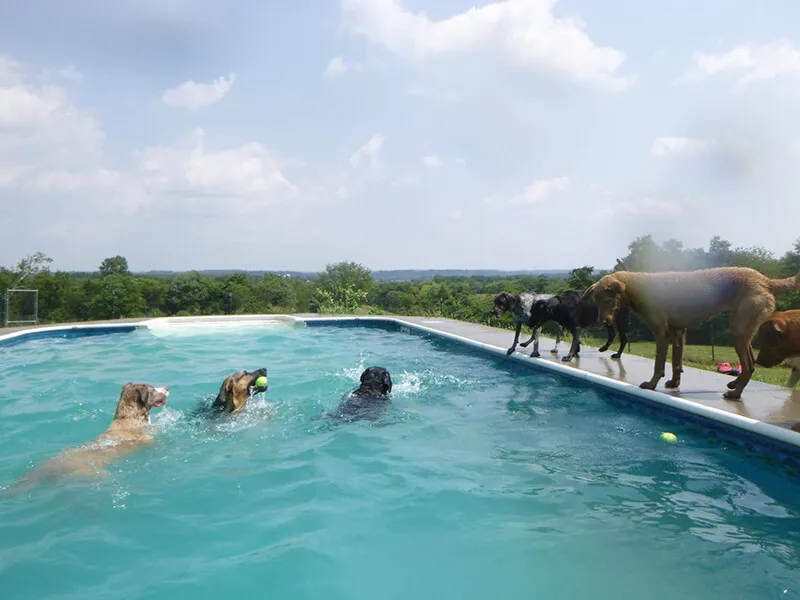 dogs in pool